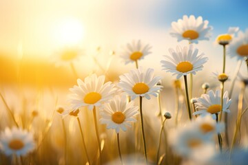 beauty of a summer field adorned with daisies © Francesco