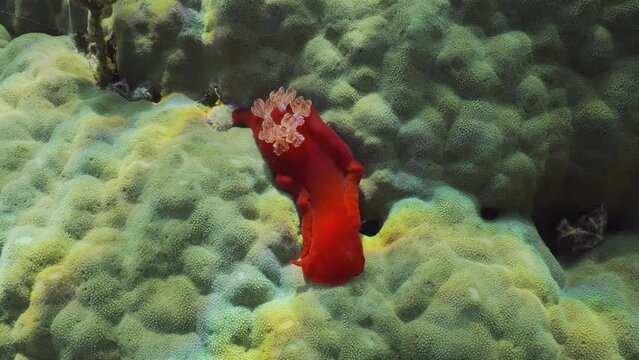 Bright red Sea Slug craws on coral reef in sunrays on daytime. Top view of Spanish Dancer Nudibranch (Hexabranchus sanguineus) crawling on hard coral in bright sunbeams, Close up, Slow motion