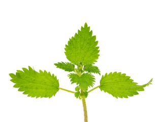 Small nettle isolated on white background, Urtica urtens