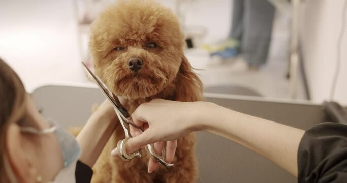 Professional Pet groomer making cute Poodle dog haircut with scissors. The amusing canine sat calmly at the grooming salon or veterinary clinic. Cute poodle dog getting haircut.