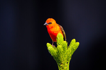Vibrant red bird perching on top of Araucaria tree