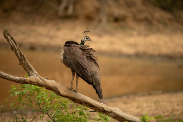 Peacock is the name given to two species of birds from the Pavo genus from the pheasant family. During the courtship period, the male peacock is known for his tails, which he displays openly.