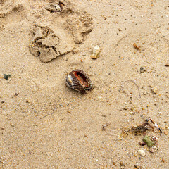Chão da praia em close up com textura de areia, conchas e pedregulhos