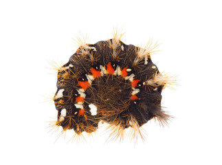 Knot-grass caterpillar isolated on white background, Acronicta rumicis