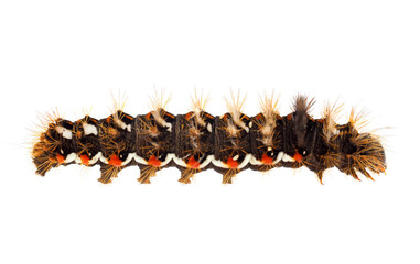 Knot-grass caterpillar isolated on white background, Acronicta rumicis