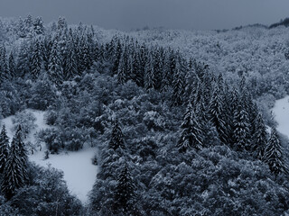 Spruce forest covered with white snow Misty winter Carpathian Mountains view landscape. Snowy pine...