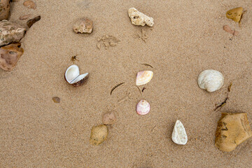Fototapeta na wymiar Chão da praia em close up com textura de areia, conchas e pedregulhos