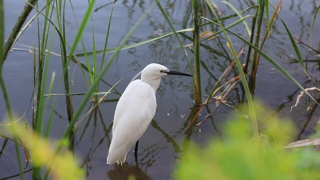 A egret perches near the water, North China