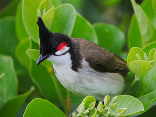 Close-up of a Bulbul bird perching on Xylosma tree