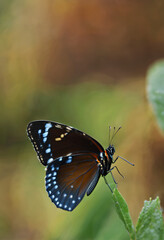 butterfly on a leaf