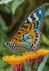 butterfly on flower