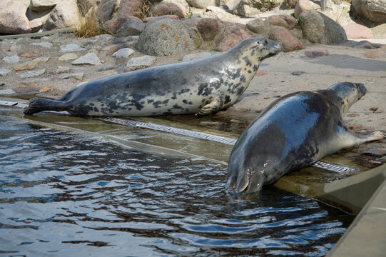 Performance of seals at the Seal Museum on the Hel Spit.