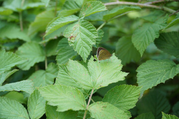 Butterfly sits on aButterfly sits on a maple leaf   maple leaf   