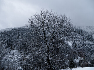 Misty winter Carpathian Mountains view with fog landscape. Snowy spruce pine forest in the Carpathians. Fir trees covered with white snow Scenic wood landscape Village in Transcarpathia Ukraine Europe