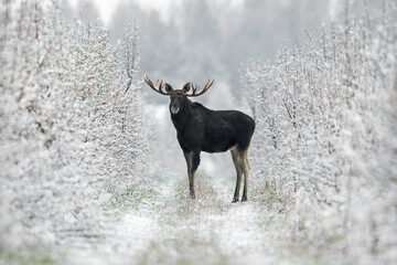 Mammal - bull moose winter (Alces)