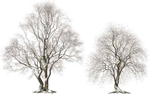 maple-leaved plane tree winter snow arch viz cutout