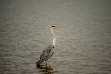 The gray heron is a bird species belonging to the heron family. They are a large bird, 90–100 cm long, 175–195 cm wingspan and 1–2 kg in weight.