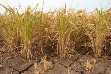 Paddy plant in the field, harvesting season © Pritha_EasyArts