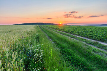 Picturesque sunset over agricultural fields. The road between crops