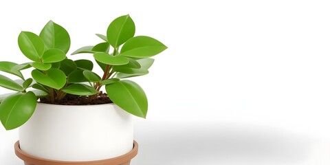 Decoration money plant with leaves in a pot on white background with copy space for text