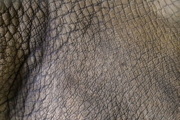 Fototapeta premium Close up The elephant Skin is big wildlift animal for texture and pattern skin