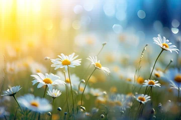 Foto op Canvas beauty of a summer field adorned with daisies © Francesco