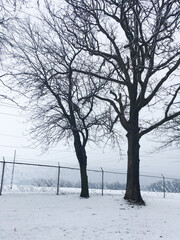 snowy picture with two trees