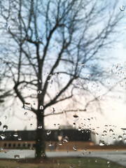 window with water drops with a tree in the background