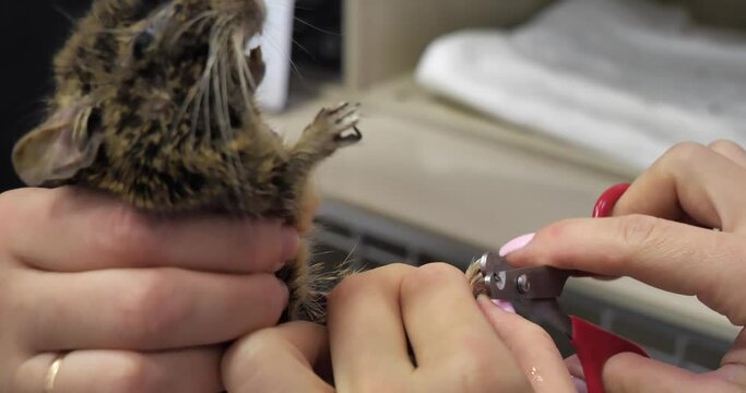 A veterinarian measures glucose in a sick degu rodent. A veterinarian takes a drop of blood from a degu rodent's finger to assess glucose levels using a glucometer.