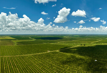 Aerial view of Florida farmlands with rows of orange grove trees growing on a sunny day - obrazy, fototapety, plakaty