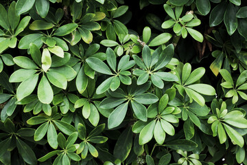 Schefflera arboricola background. Green leaves pattern. Umbrella plant. Gardening texture. Tropical...