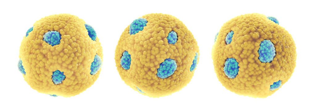 Set of high-density lipoprotein particles(HDL) also known as good cholesterol, isolated on white . Higher HDL levels correlate with lower risk of cardiovascular disease