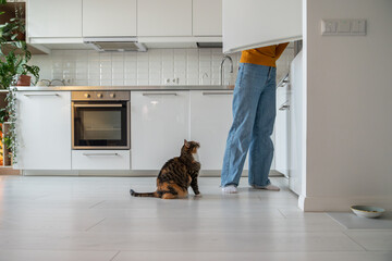 Domestic cat begging waiting for food from refrigerator sitting on floor on kitchen at home looking at pet owner. Woman taking products from fridge. Animals pets maintenance content and care concept.