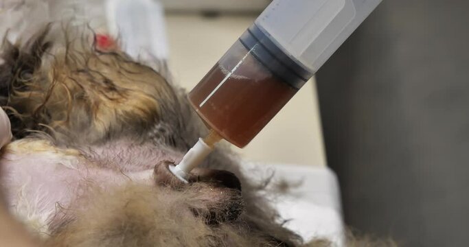 The cat could not pee due to stones in the bladder and ureter. The doctor installed a urinary catheter for the cat. The veterinarian drains the urine from the bladder using a syringe.