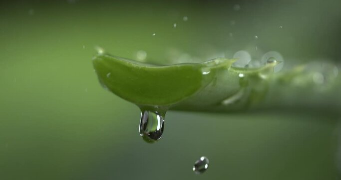 Super slow motion of dropping fresh aloe vera pure liquid from green organic plant leaf with splashing crystal clear water drops while falling on it.