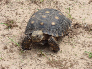 Texas Tortoise