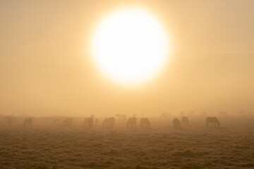 Horses grazing in the meadow at foggy sunrise light. Photo from the Warta Mouth National Park in...