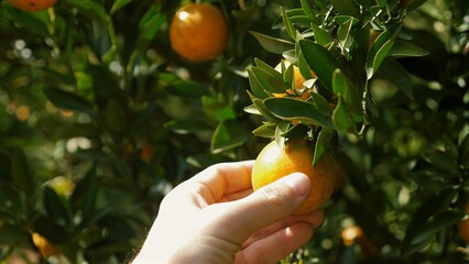 Growth and harvest in fruit garden, showcasing citrus trees with ripe oranges or tangerines. Organic, sustainable agriculture, fresh, healthy fruits with bright colors and delicious flavor.