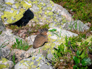 Close up of funny Pika Ochotona collaris sits and eat on rocky in Sayan mountain. A rodent with grass in its mouth. Cute small mammal on bokeh background. Small pika rodent bask on sunny rock.