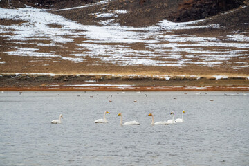 Swan lake in Mongolia. Swans swim in a natural environment on the lake. Autumn landscape with swans.