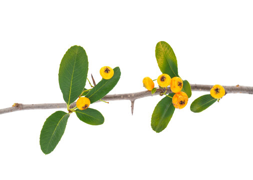 Nepalese firethorn isolated on white background, Pyracantha crenulata
