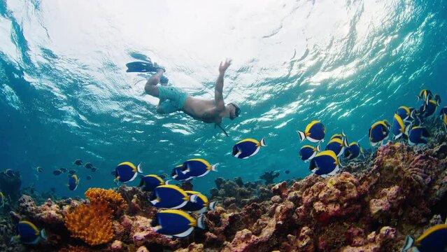 Man swims underwater in the tropical sea with school of fish