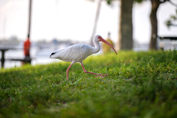 White ibis wild bird, also known as great egret or heron walking on grass in town park in summer
