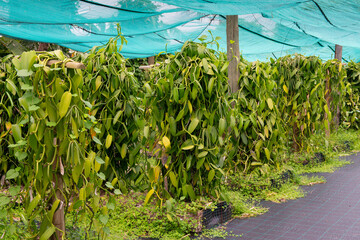 plantation de gousses de vanille sur l'ile de la Réunion