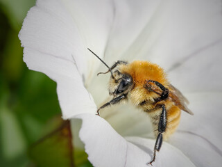 Honey bee in a white flower macro