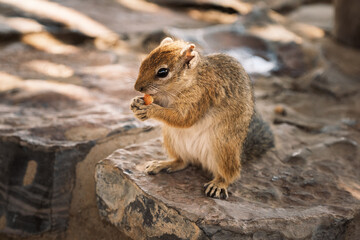 Naklejka na ściany i meble Cape ground squirrel (Geosciurus inauris) gnawing, Etosha National Park, Namibia