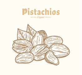 Vector pistachio illustration. Pistachio kernels, shells and leaves