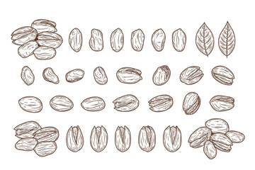 Vector pistachio hand-drawn illustrations, pistachio kernels, shells and leaves