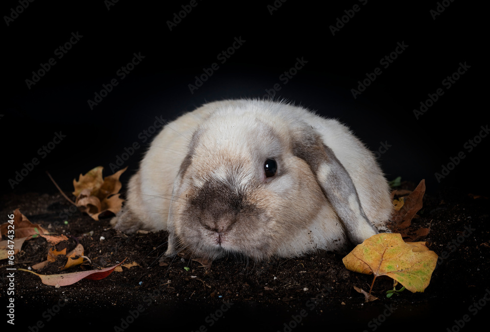 Canvas Prints lop rabbit in studio