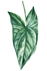 Jungle Green leaf watercolor. Exotic tropical leaves isolated on white background. Watercolor botanical illustration. 